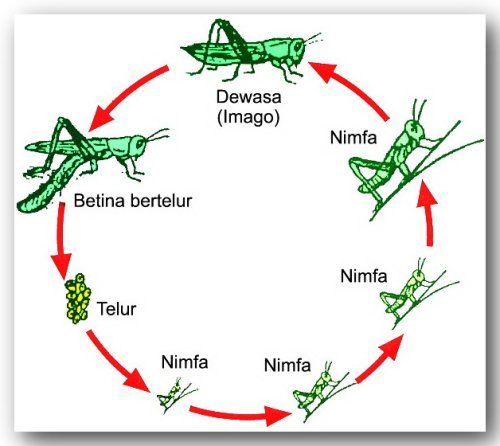 belalang